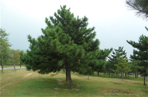 校友捐树情谊浓，红枫油松成一景