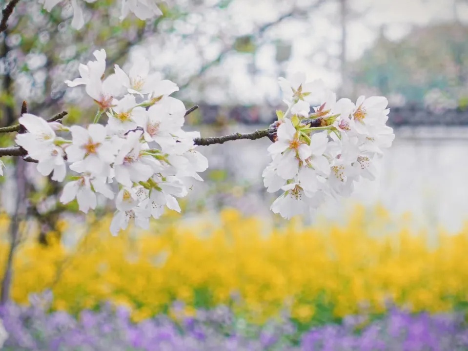 2021.03.12——春暖花开，植树节来啦