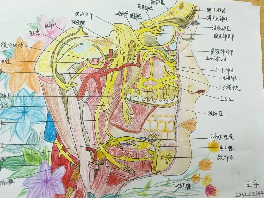 bat365正版唯一官网护理与健康学院 医学绘图 我有画说 解剖绘图大赛